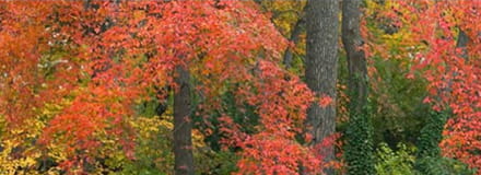 Cleveland trees in the fall