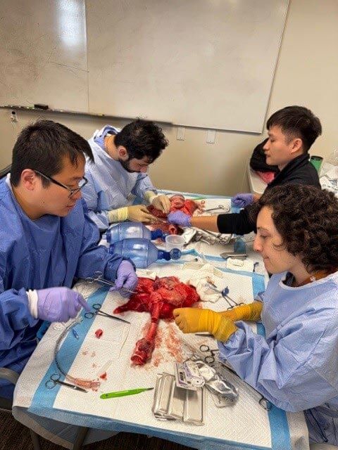 cardiothoracic fellows studying organ