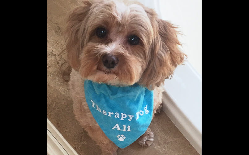 Pet Pal Ali, a Malti-Poo