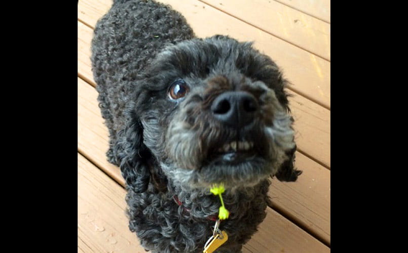 Pet Pal Charley, a miniature poodle mix