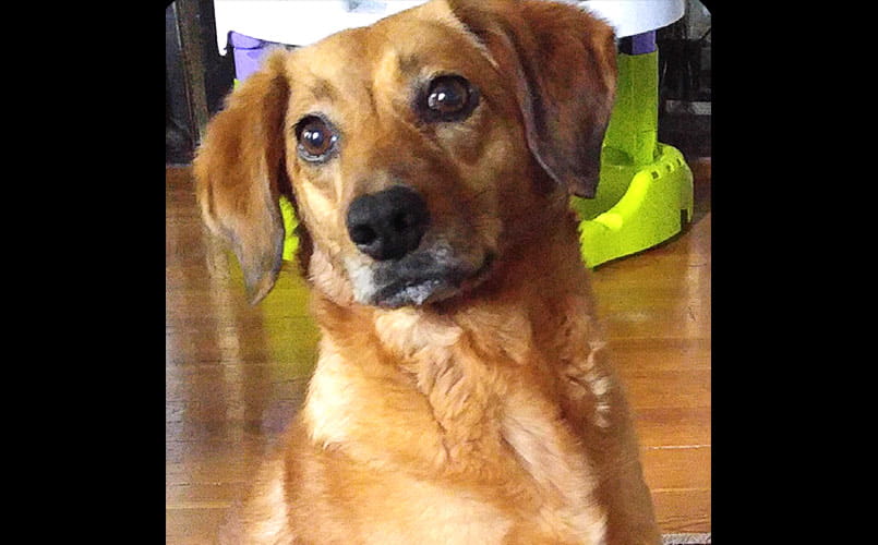 Pet Pal Cleo, a dog