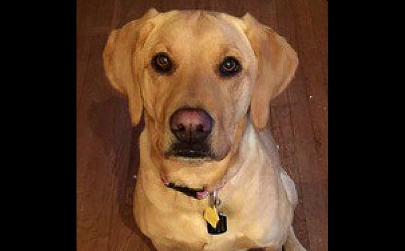Pet Pal Ivy, a labrador retriever