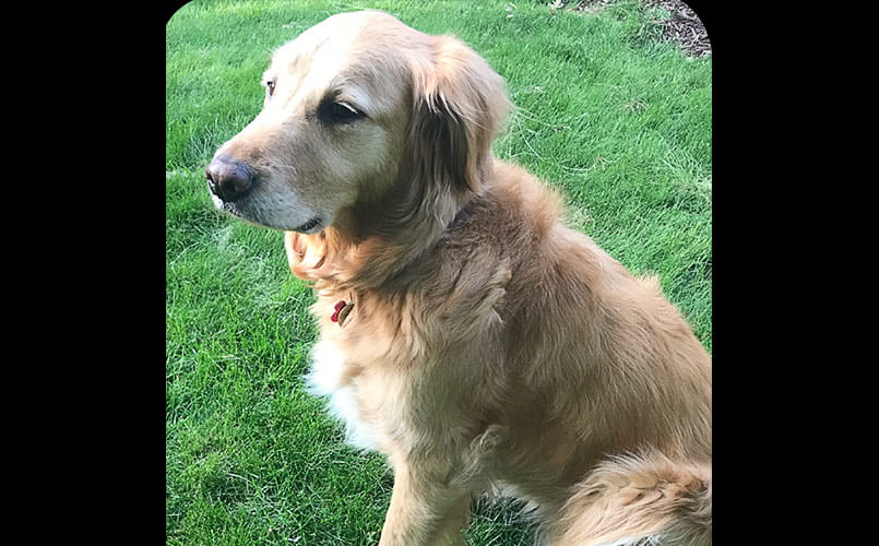 Pet Pal Kayla, a golden retriever