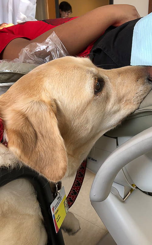 Pet Pal Kimber, a golden retriever
