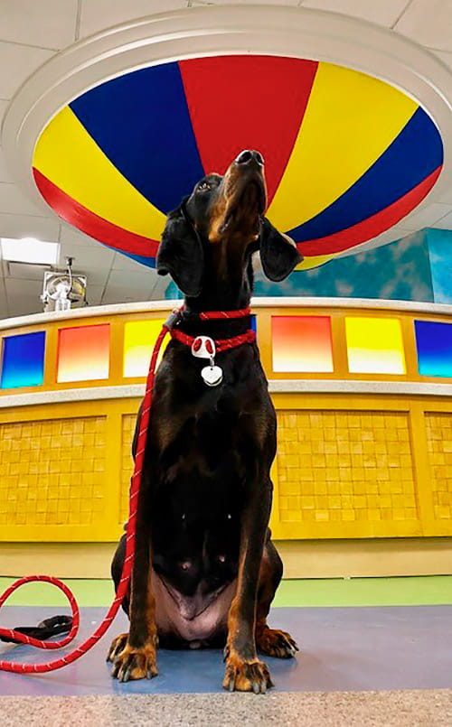 Pet Pal Lucy, a dog