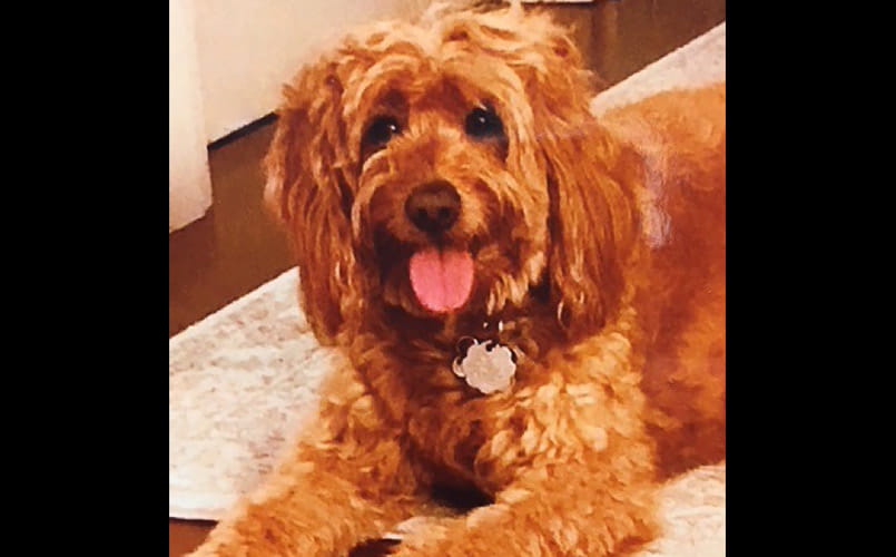 Pet Pal Lulu, a Golden Doodle Mini