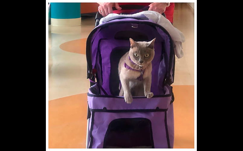 Pet Pal Pearl, a gray cat