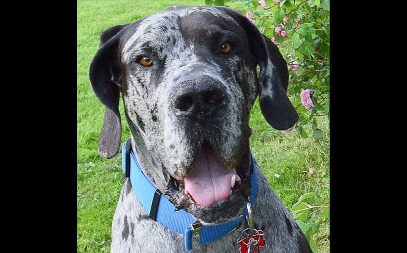 Pet Pal Rambo, a Great Dane