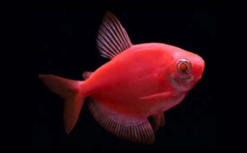 Pet Pal Skittles, a Glofish Tetra