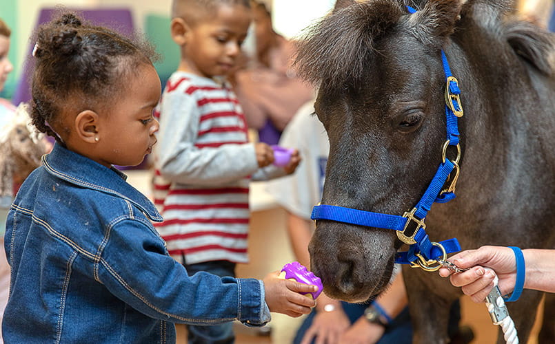 Pet Pal Willie, a pony