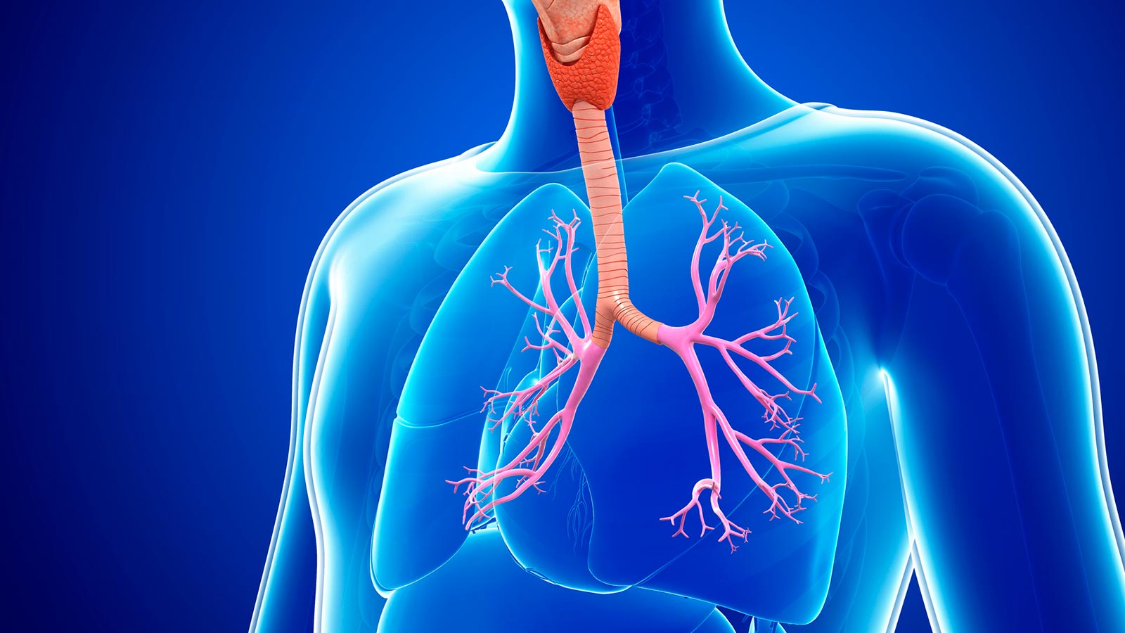 child lung diagram