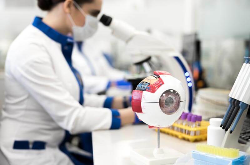 englarged human eye model