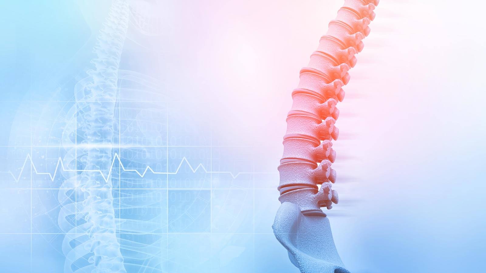 human spine