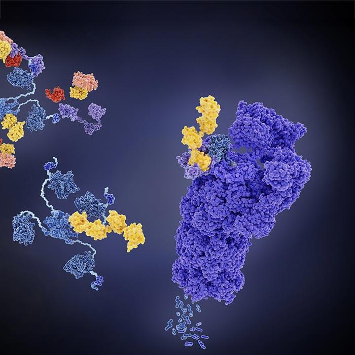 Proteasome