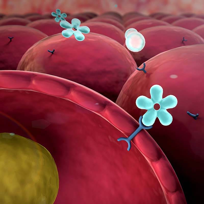 cell, insulin