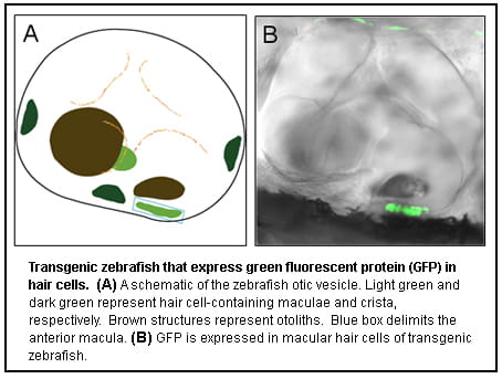 Hair Cell Biology