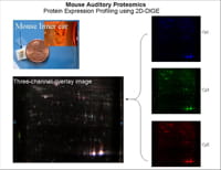 Auditory Proteomics