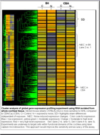 Noise-Induced Hearing Loss