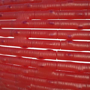 cardiac muscle