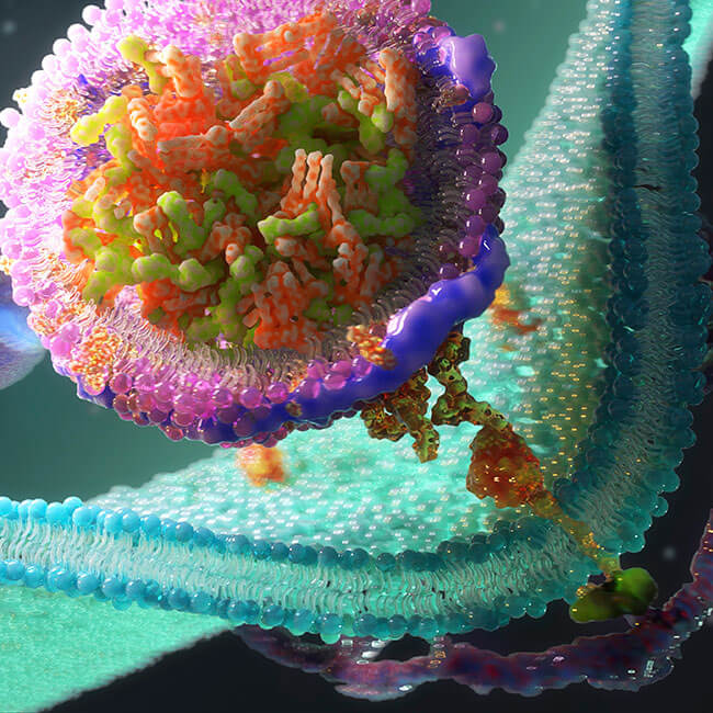 LDL receptors on cell membrane