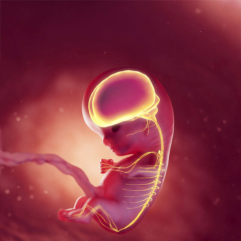 Nervous system of 10 week fetus