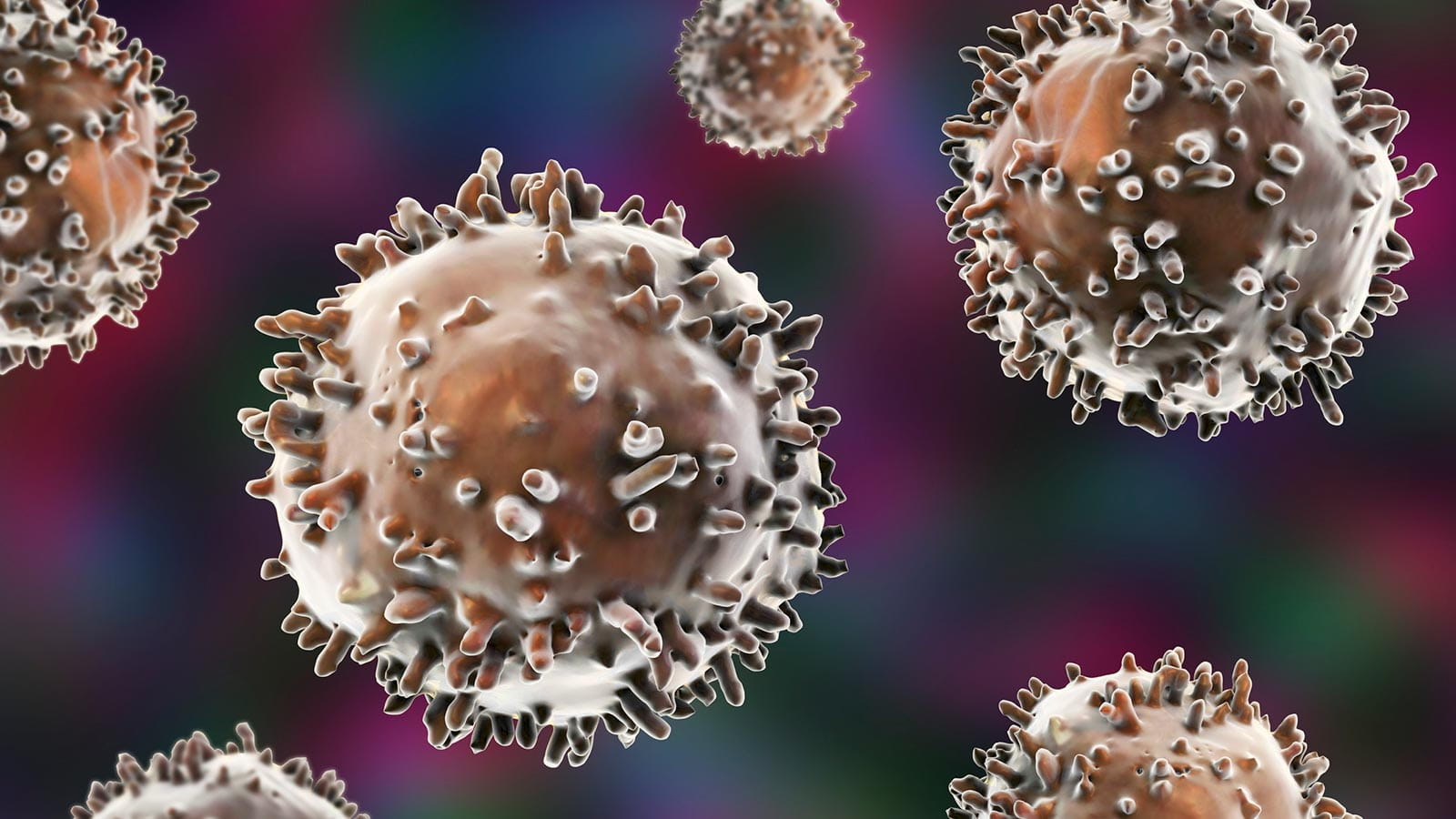 B-lymphocyte