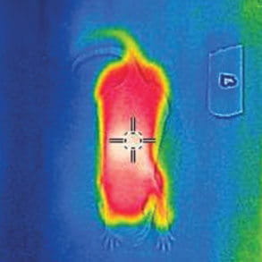 scan showing sepsis