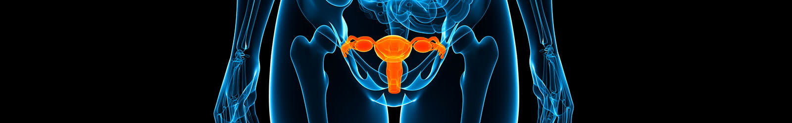 female reproductive system