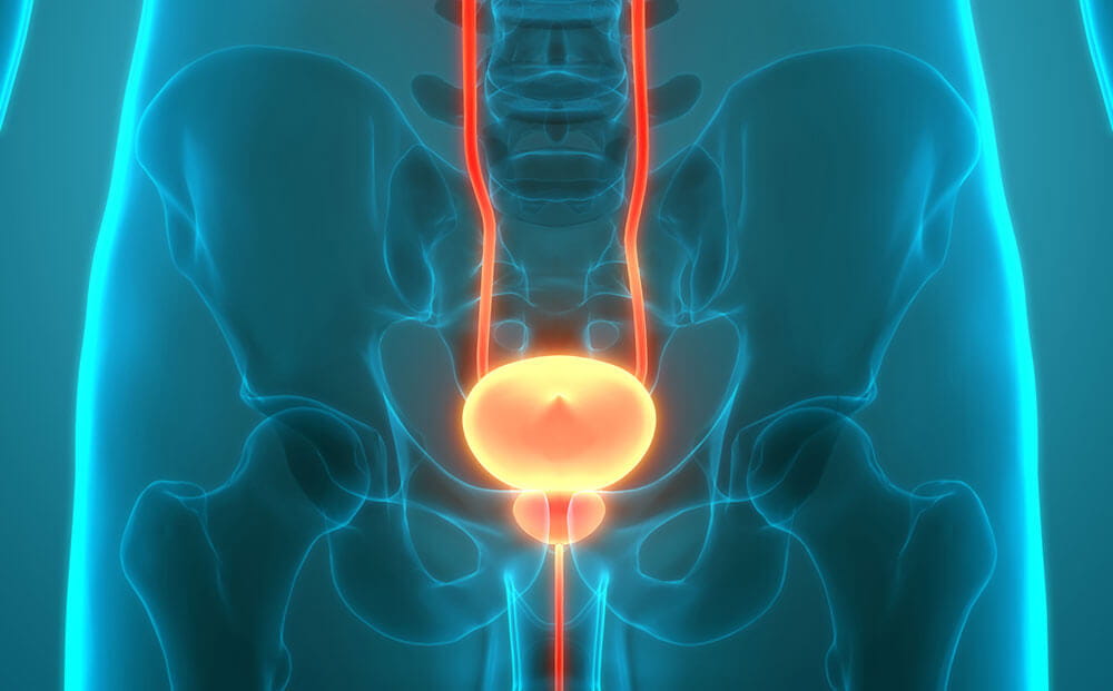 bladder