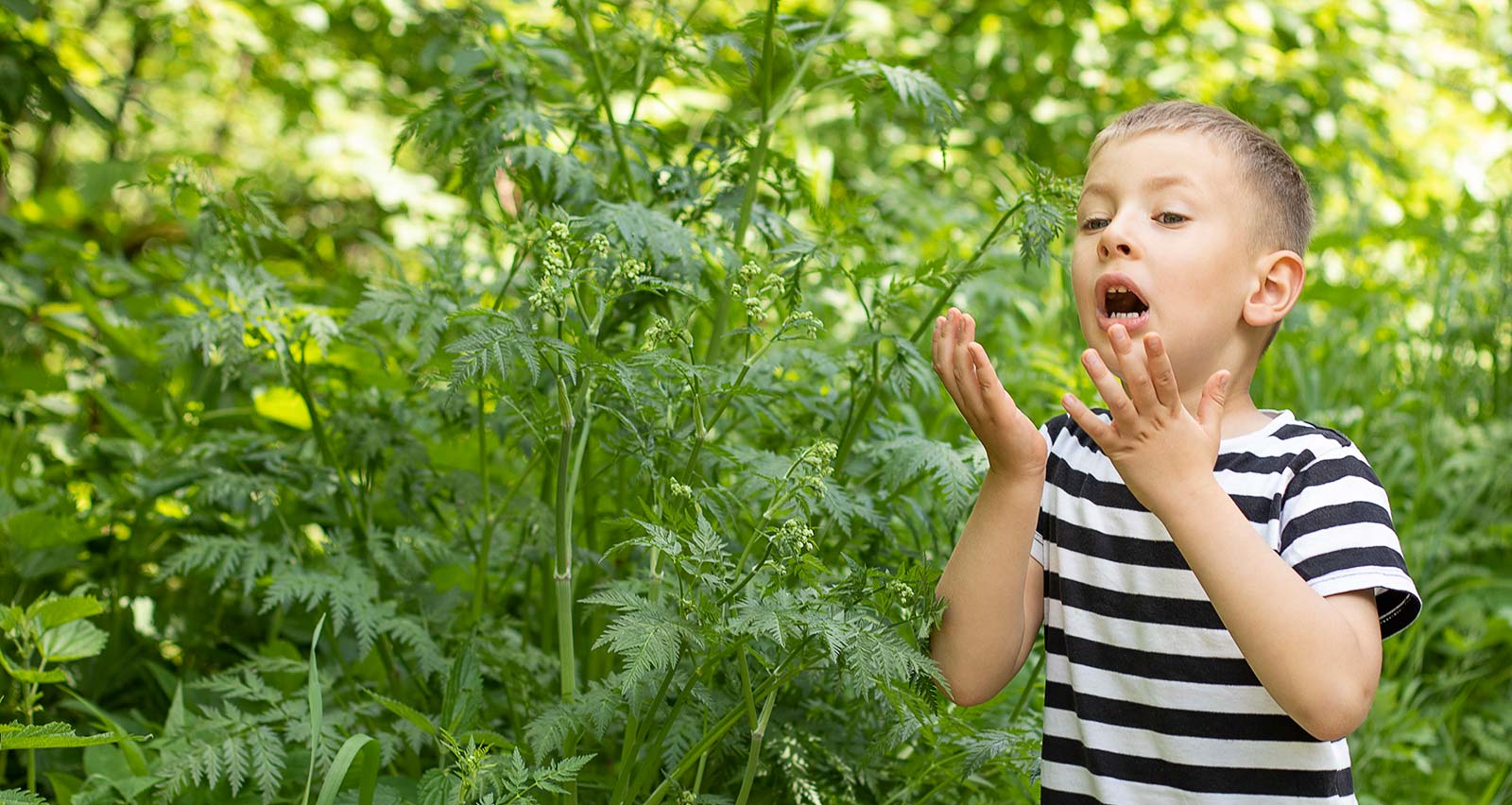 A little boy stands in a dense thicket of grass and sneezes