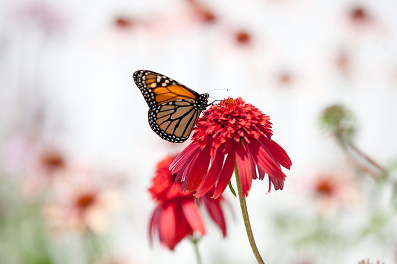 Close up of a butterfly on a flower in Angies' Garden at Rainbow Babies & Children’s Hospital
