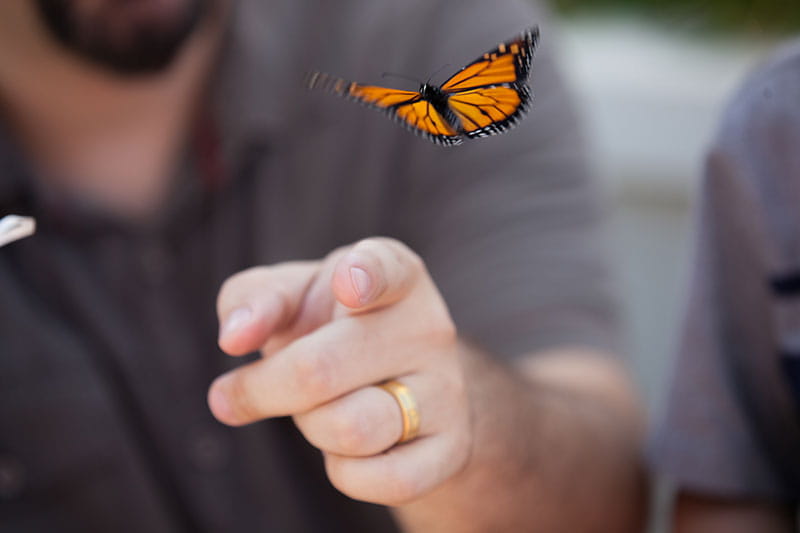 Close up of a butterfly flying in Angies' Garden at Rainbow Babies & Children’s Hospital