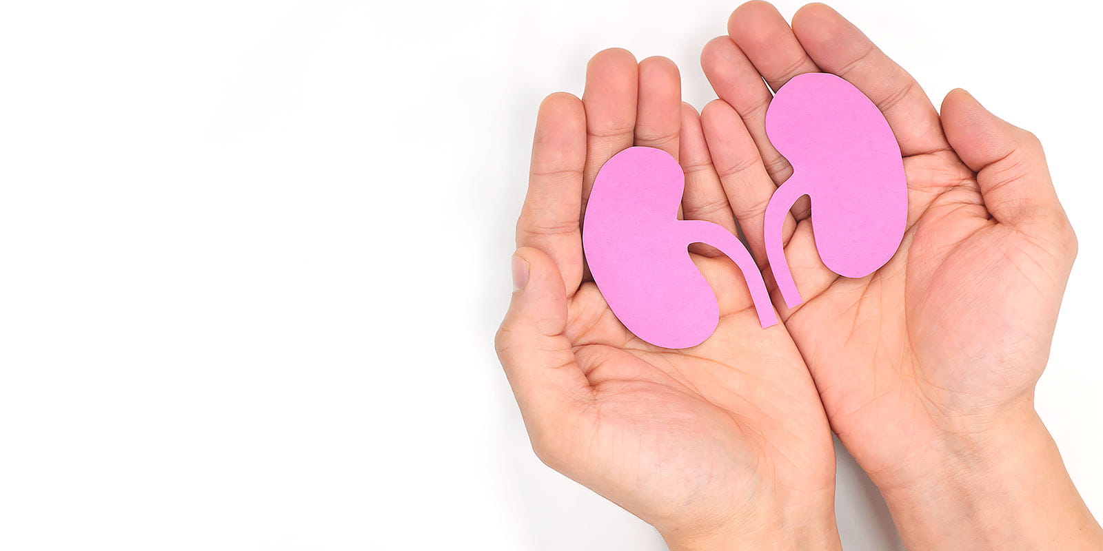 Hands holding a pair of healthy kidneys made from construction paper
