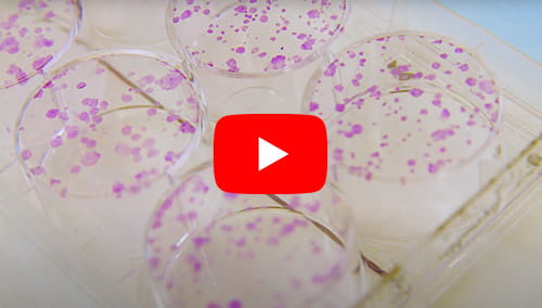 A series of Petri dishes in a lab testing environment