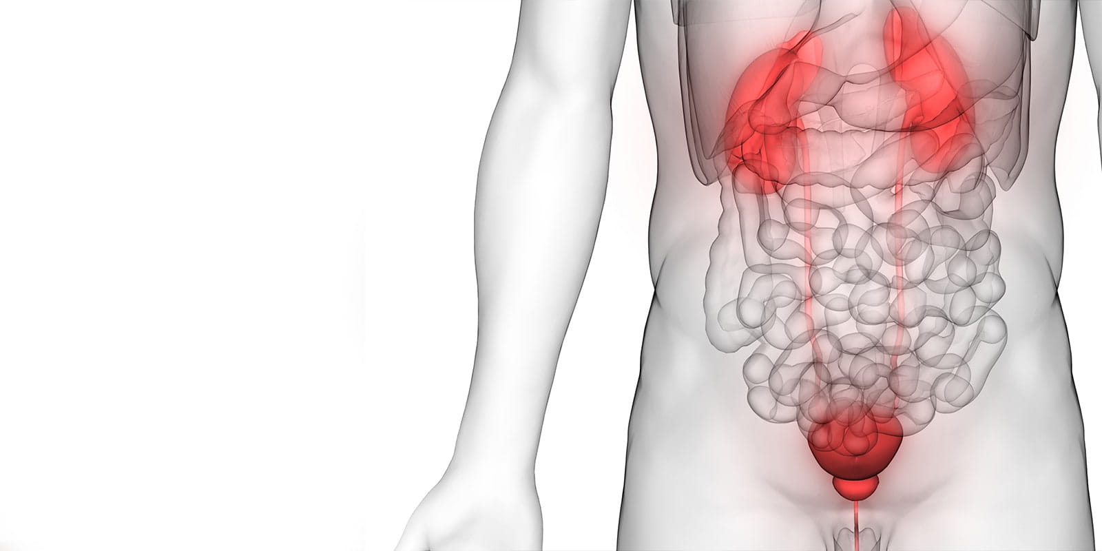 Medical illustration of urinary tract and genitals.