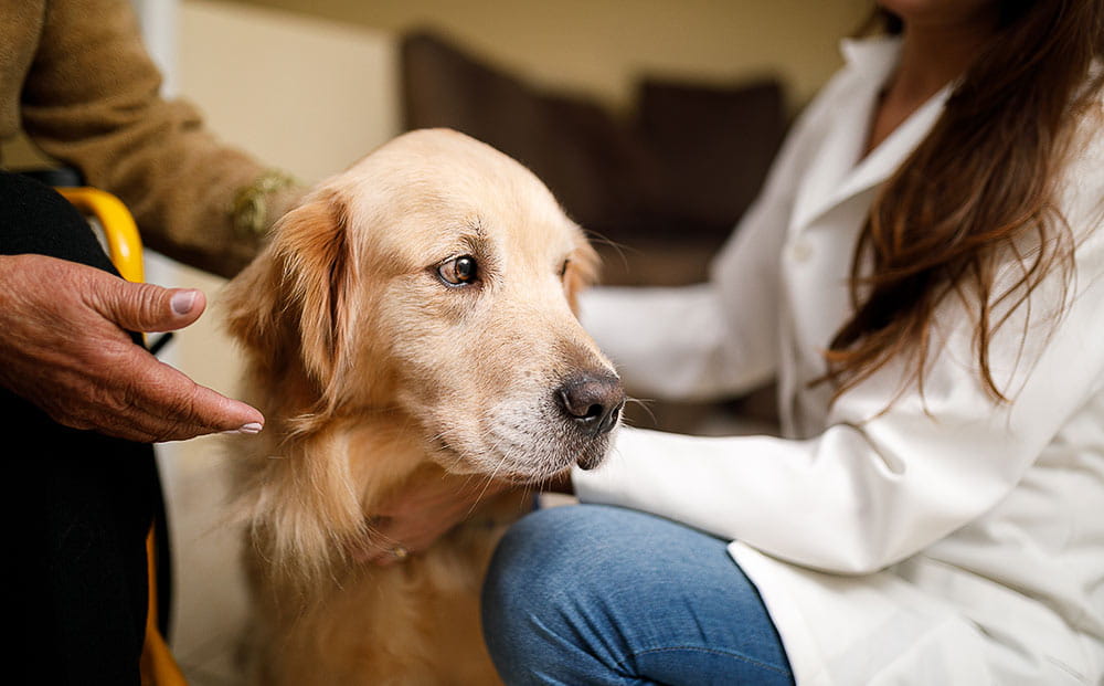 A therapy dog at work