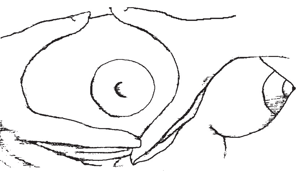 Illustration of manual breast massage by Kyle Cotterman