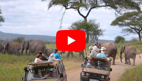 A herd of elephants being observed